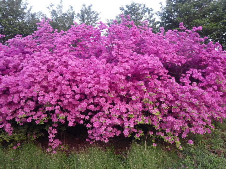 Pink flowers