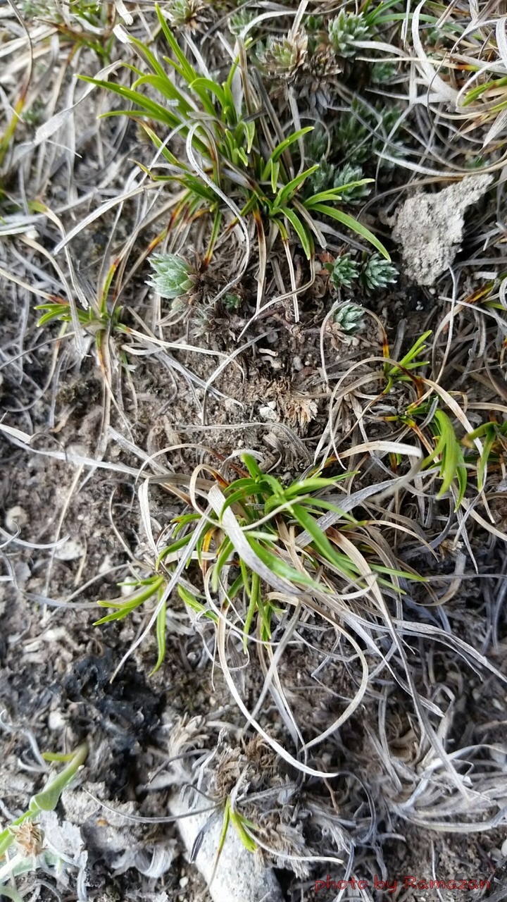 grass