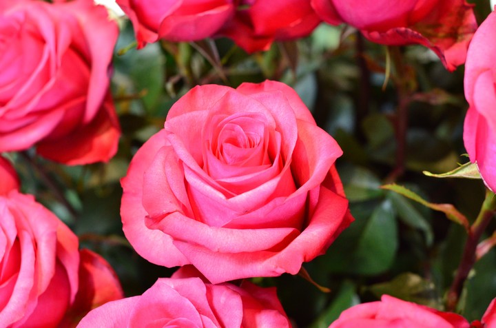rosa