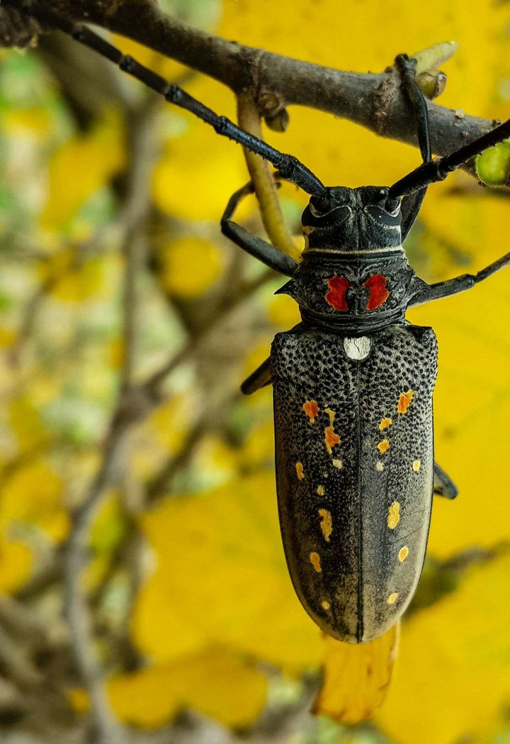 autumn insect