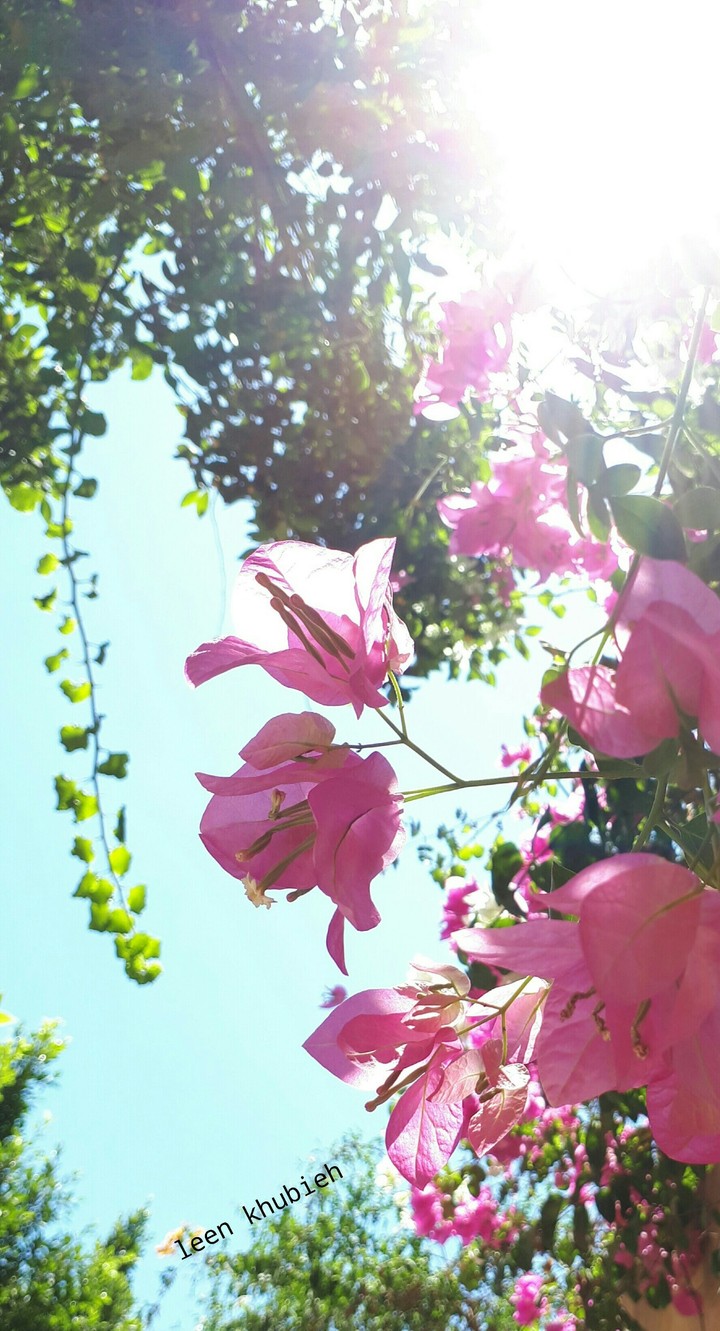 flowers