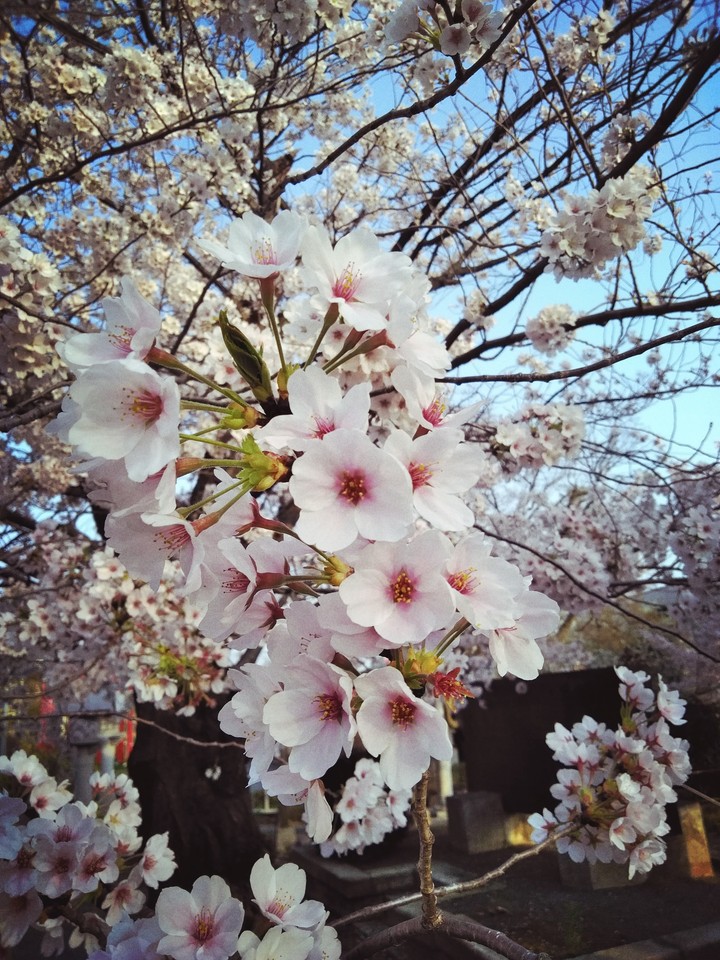 sakura