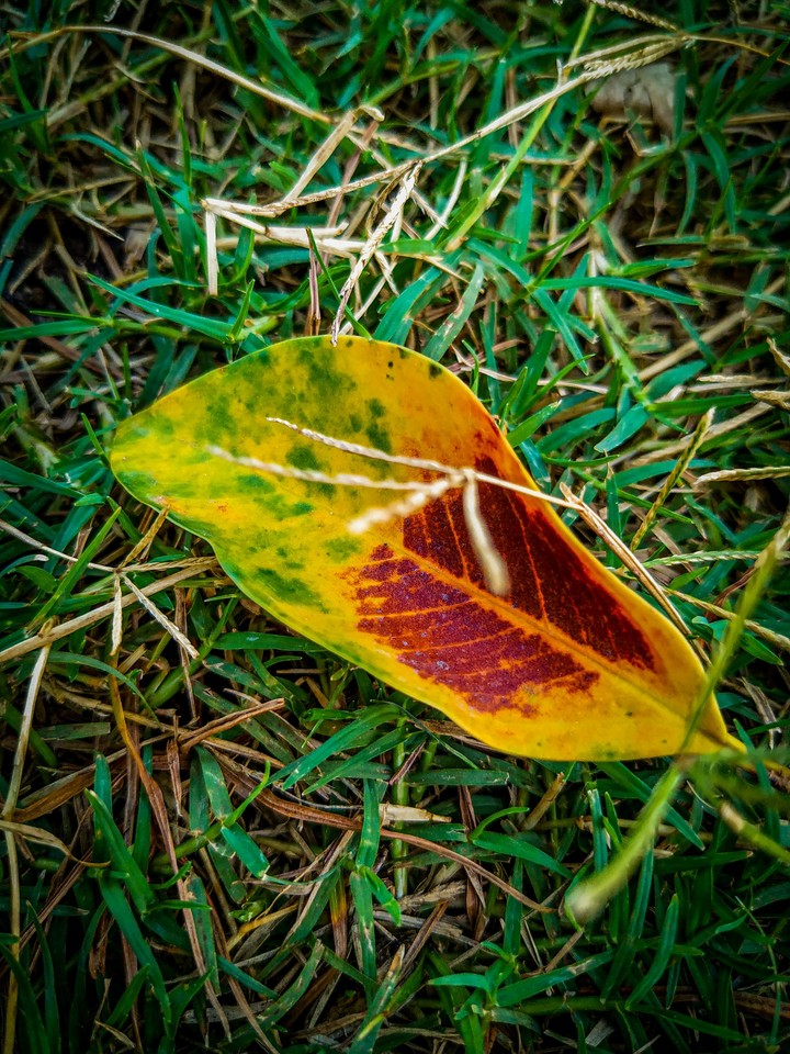 Nature