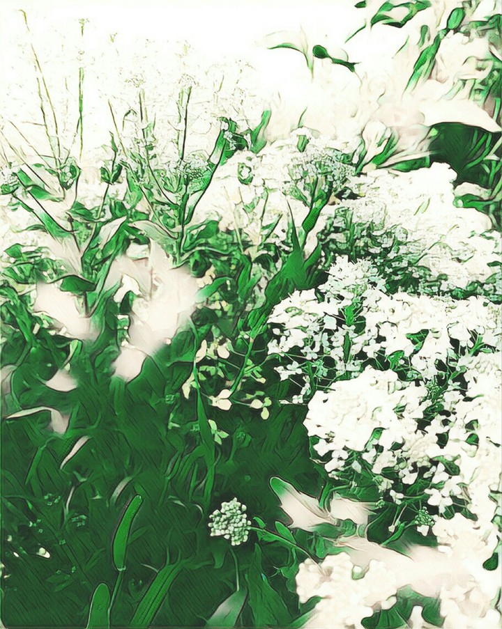 flowers