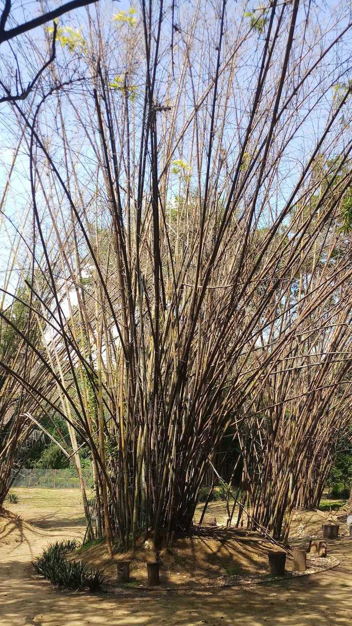 Bamboo