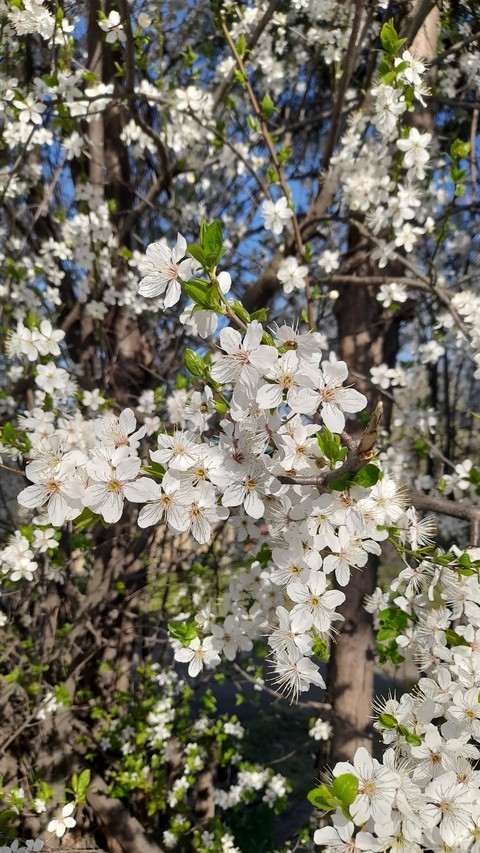шпалери branch, spring
