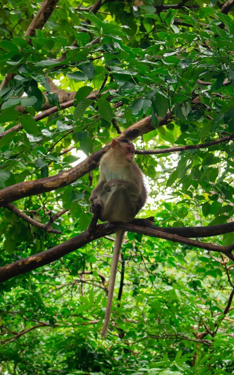 tapety branch, wildlife
