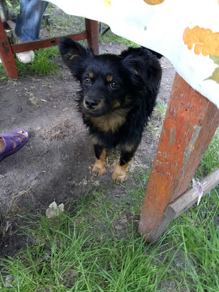 Dog