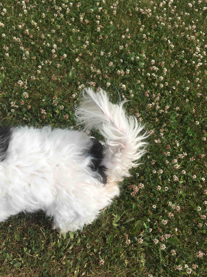 dog tail