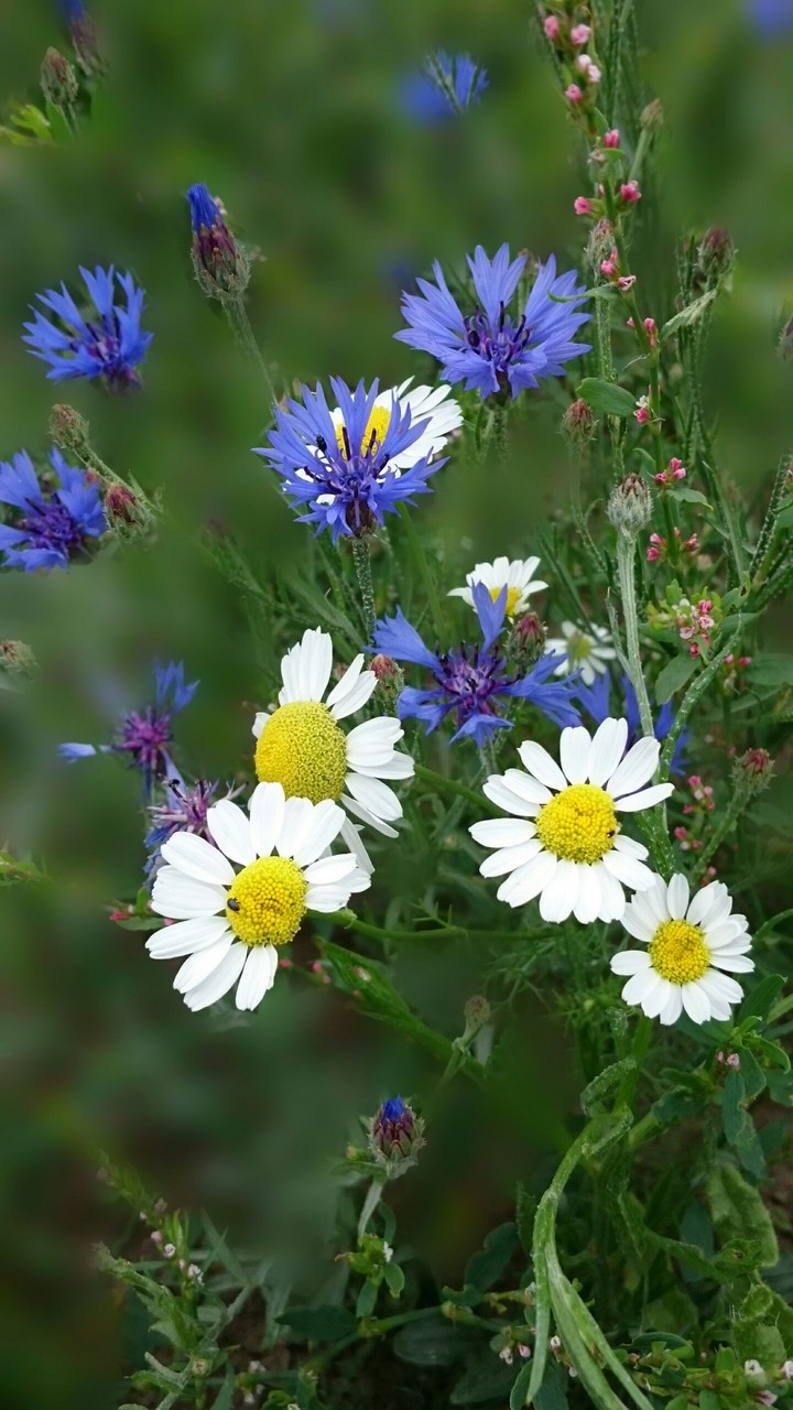 Sommerfarben am Feldrand