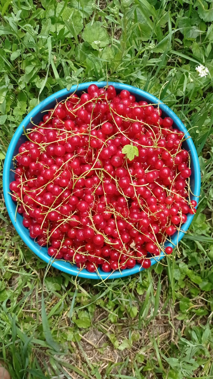 red currant