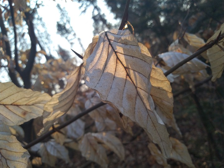 pale