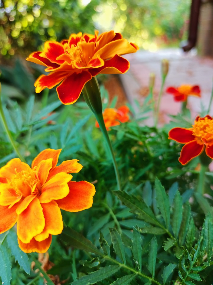 Flowers