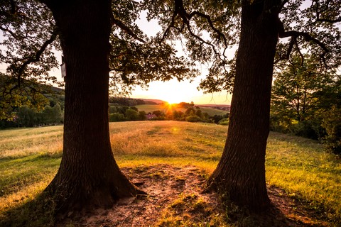 Tree Frame
