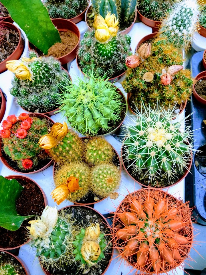 Cactus