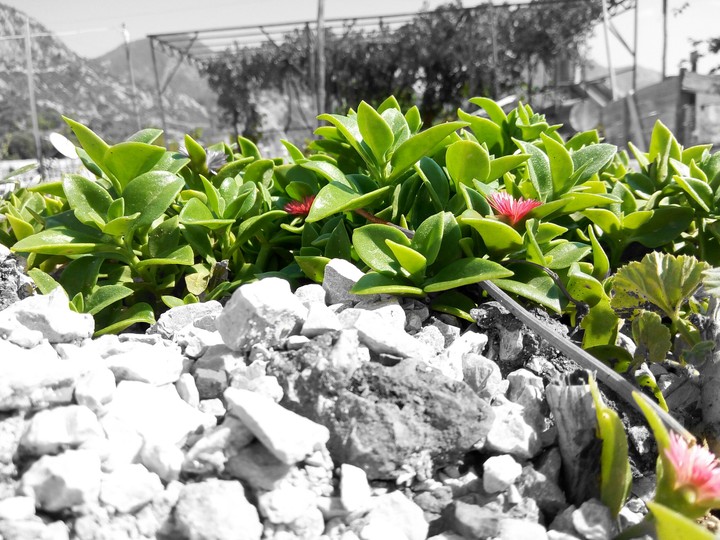 FLOWER