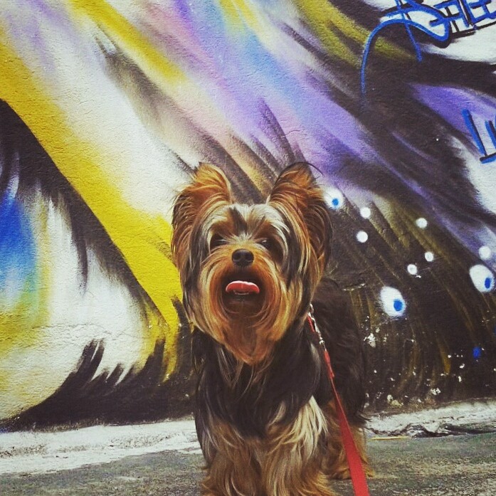 Dog feliz