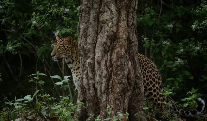 wildlife