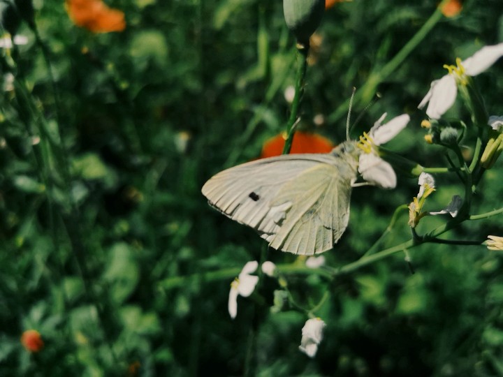 butterfly