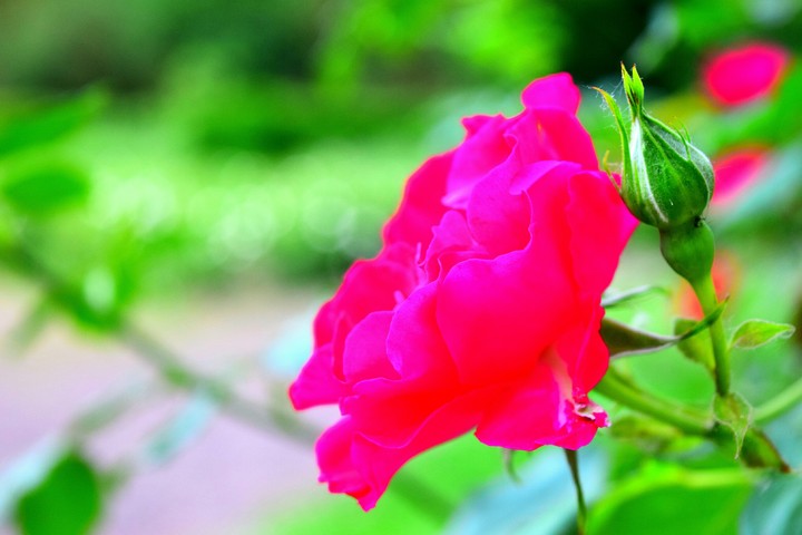 Rose.