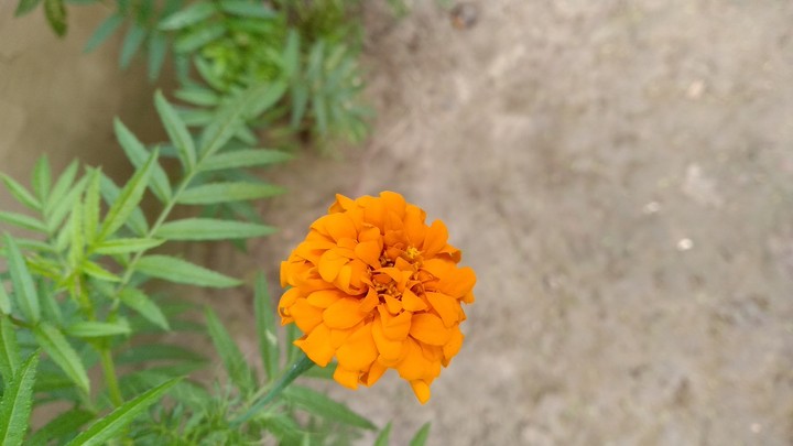pottedplant