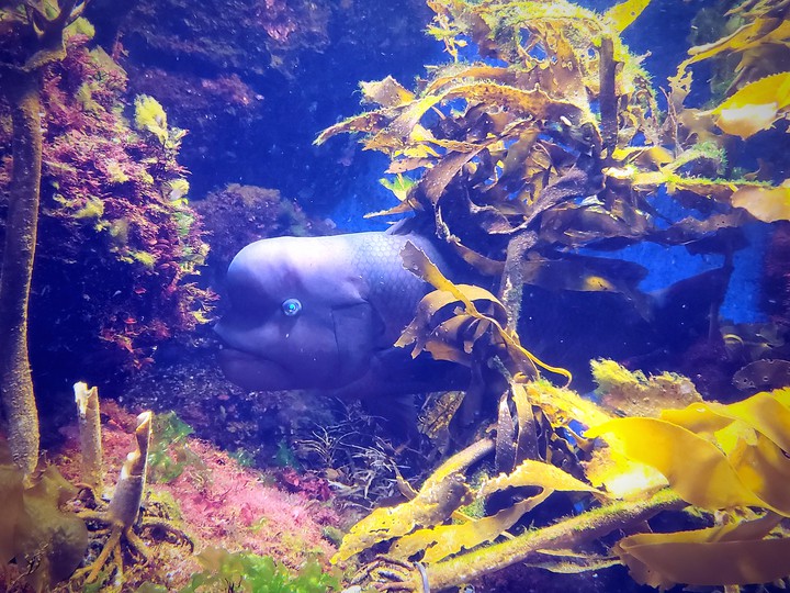 でかい魚
