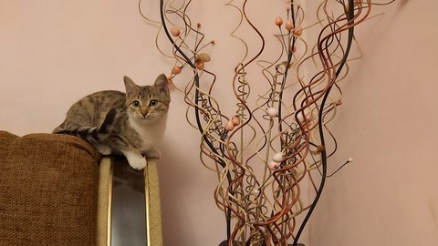 шпалери cat, kitten