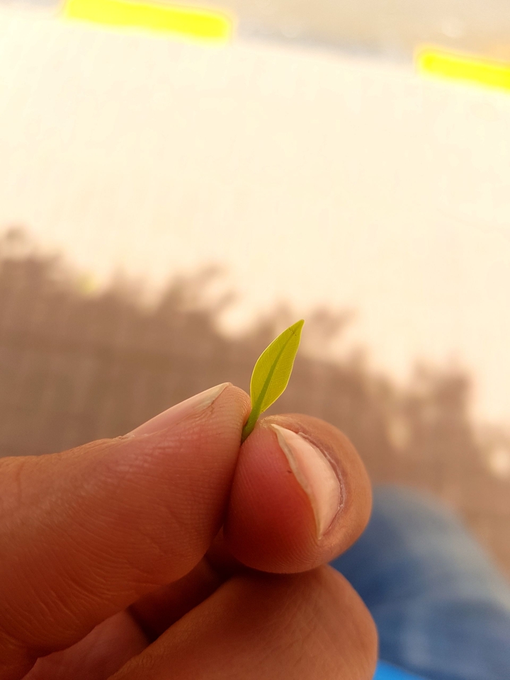 young tree