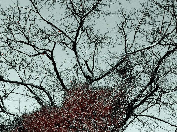 leafless tree