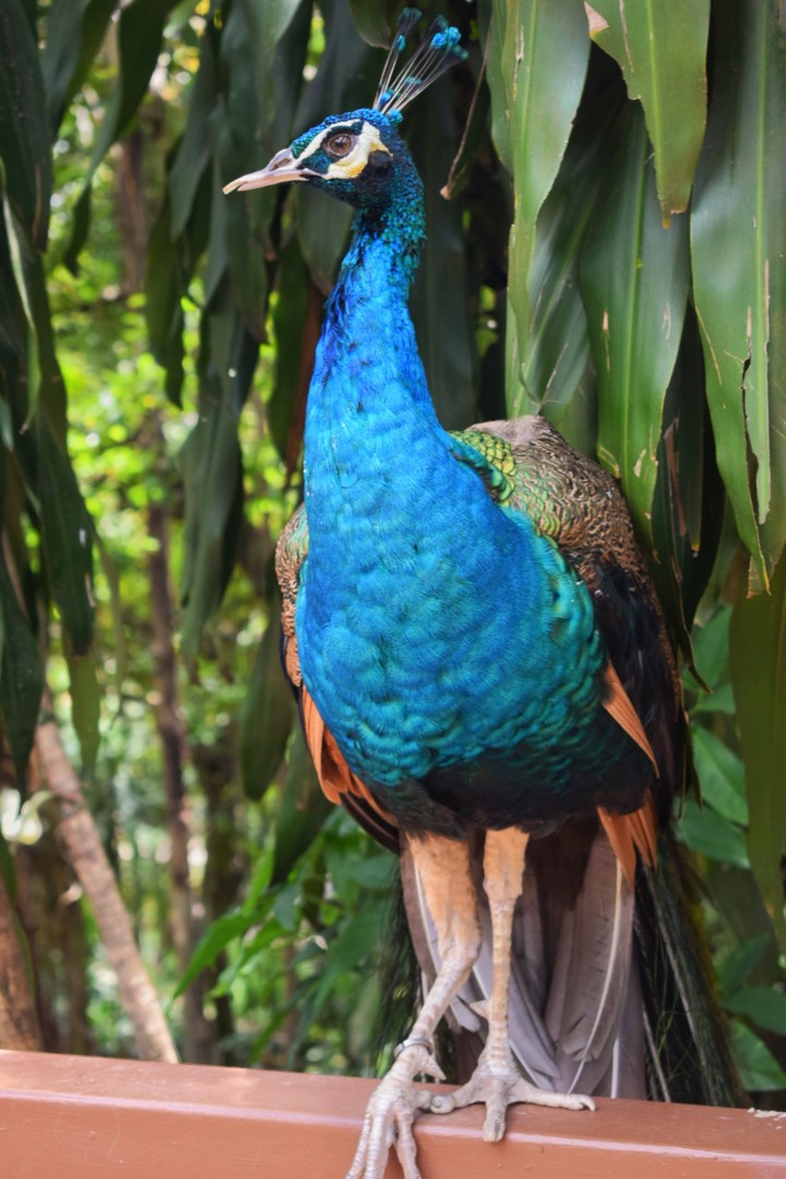 Peacock