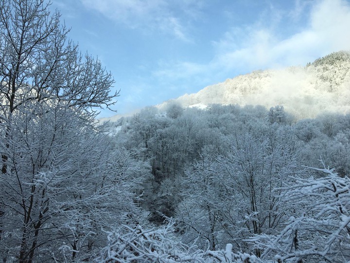 Snowy wood
