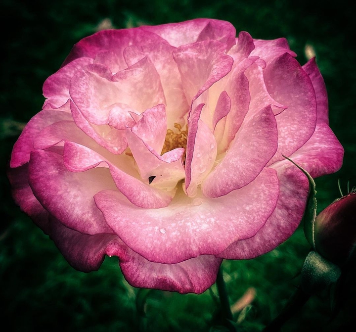 beautiful or no