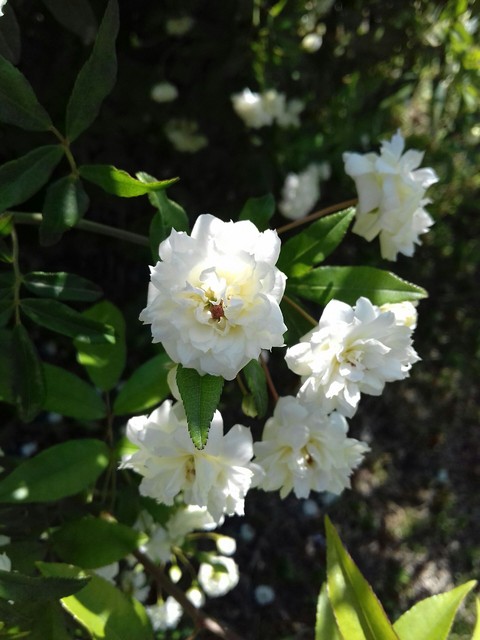 White flowers