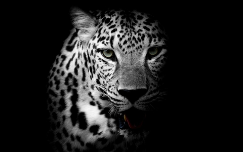 jaguar, mammal वॉलपेपर