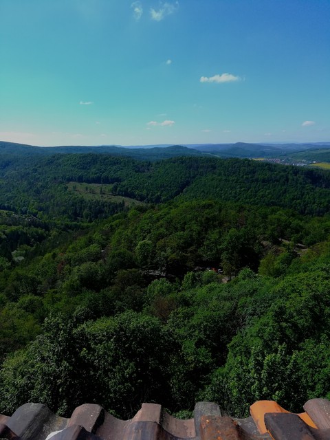 forest