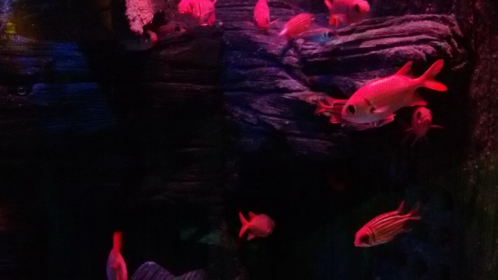 Red fish