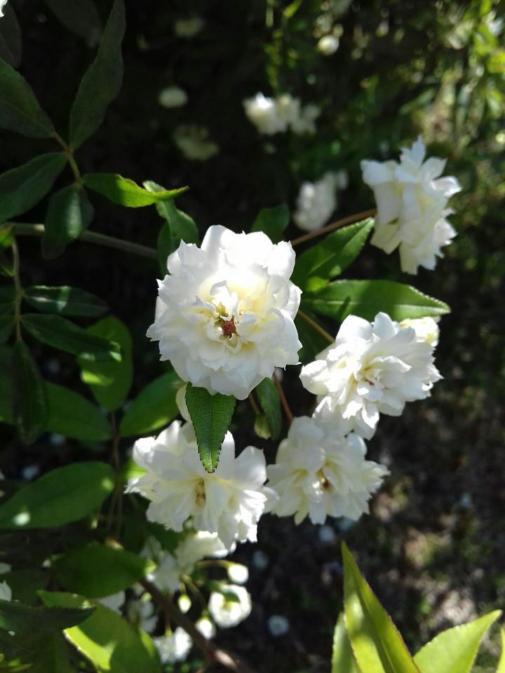 White flowers