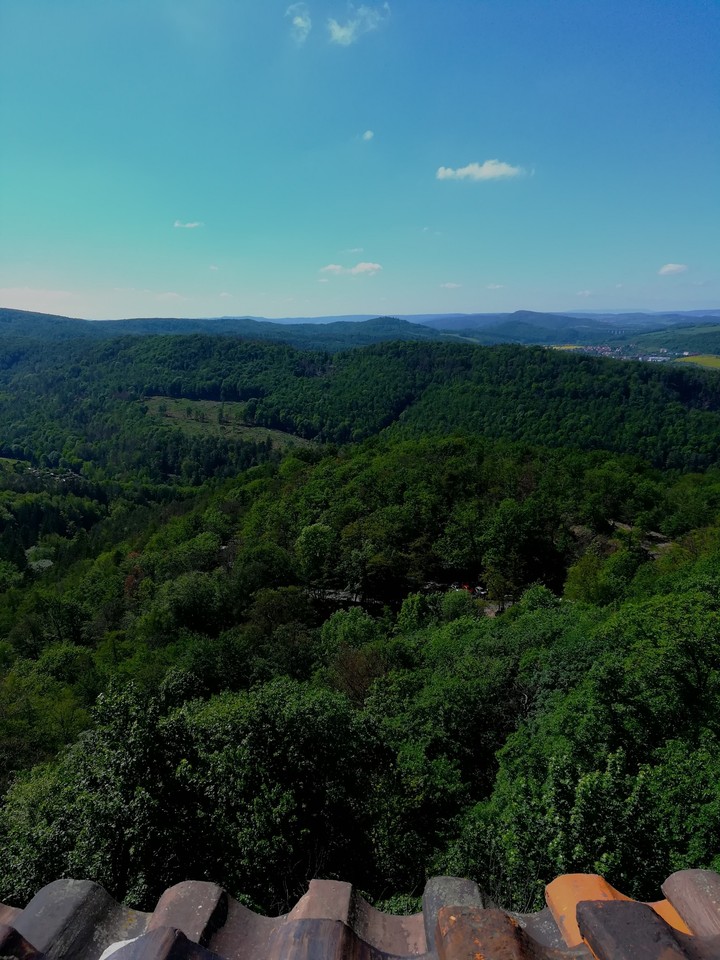 forest