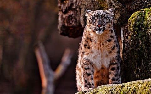 Snowleopard