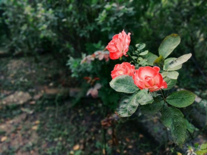 rose flower