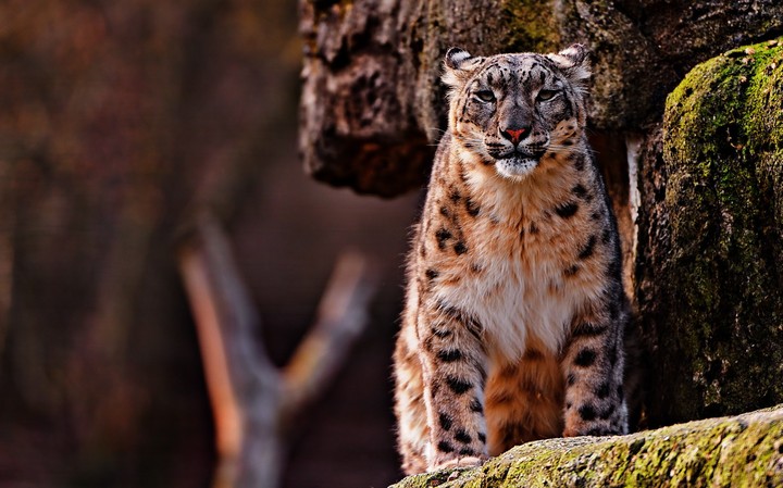 Snowleopard