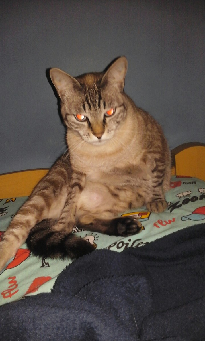 catsona