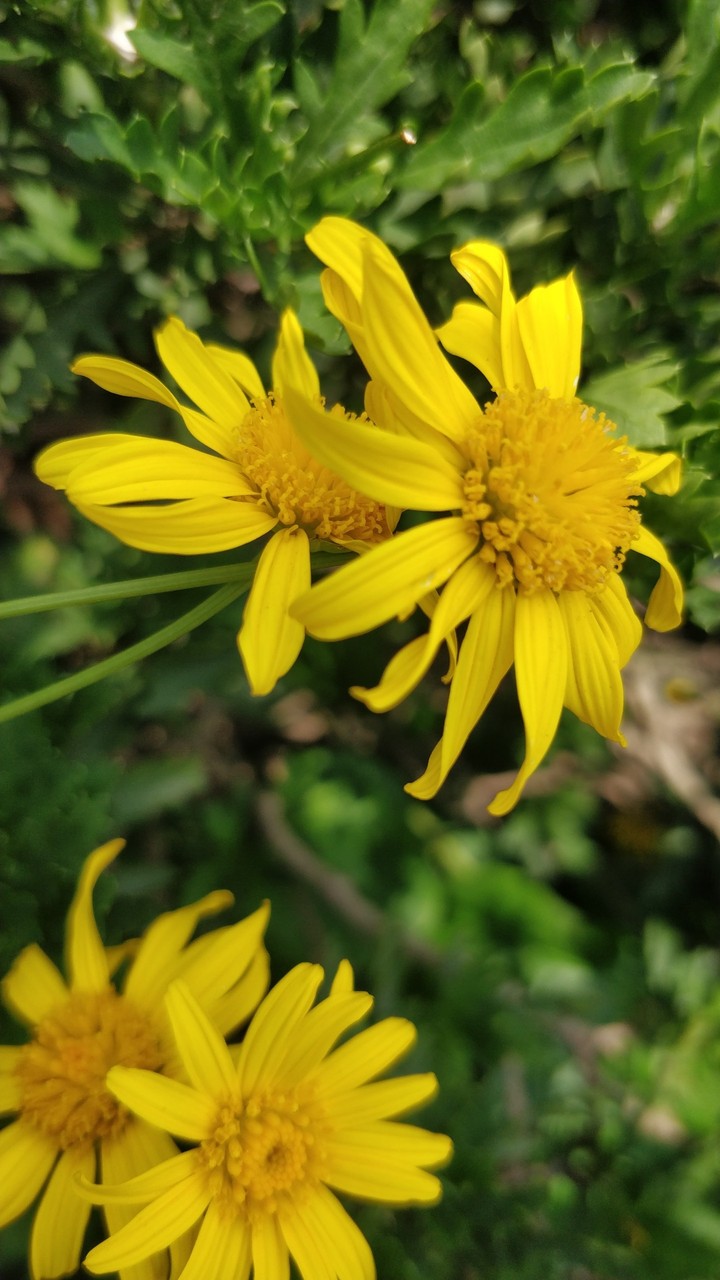 yellow