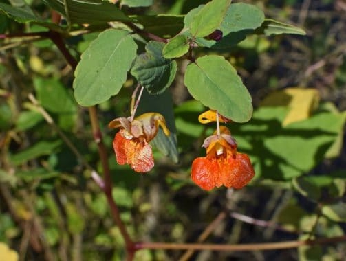 NEW GUINEA IMPATIENS