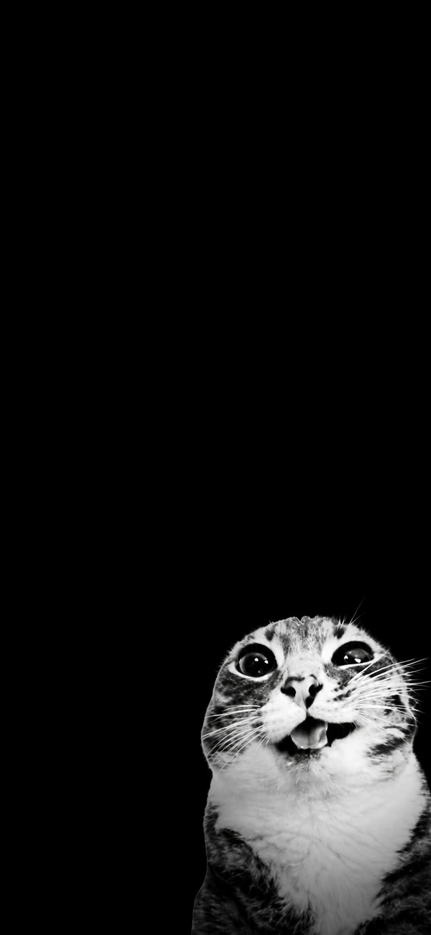 тапети felidae, cat