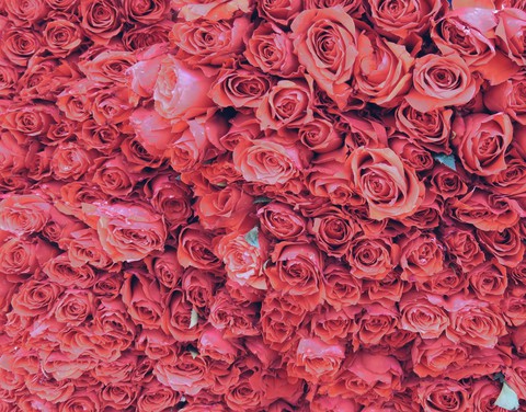 rose