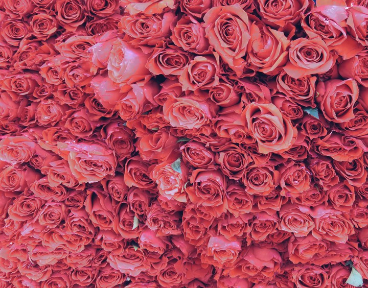rose