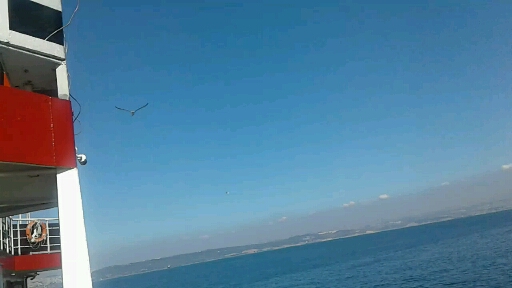 Bi kuş misali