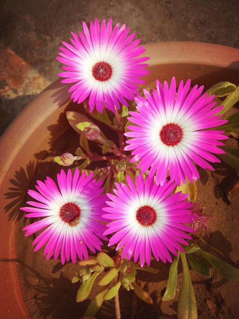 ταπετσαρίες pink, flower