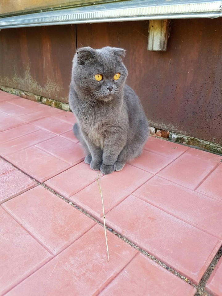 my cat
